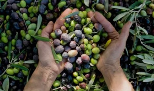 La olivicultura en Bahía Blanca augura una futura "zona azul", donde la gente vive más tiempo y con mejor salud