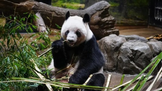 Tristeza en Japón: por primera vez en 50 años, se queda sin pandas