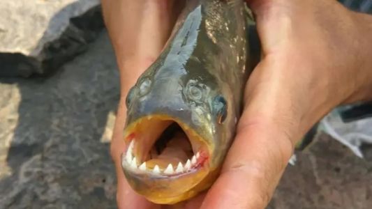 Casi 50 ataques de palometas en Victoria: qué pasa en la ciudad de Santa Fe