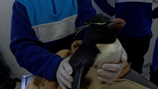 La desnutrición y la presión humana, las principales causas de asistencia de animales marinos en 2025