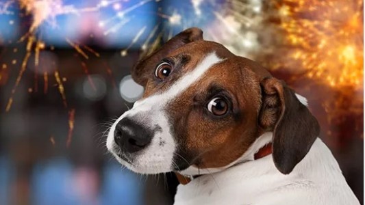 Pirotecnia y animales de compañía: cómo ayudarlos a atravesar las fiestas