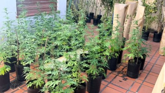 Entró a robar marihuana en una casa donde había más de 100 plantas y lo detuvo la Policía de la Ciudad