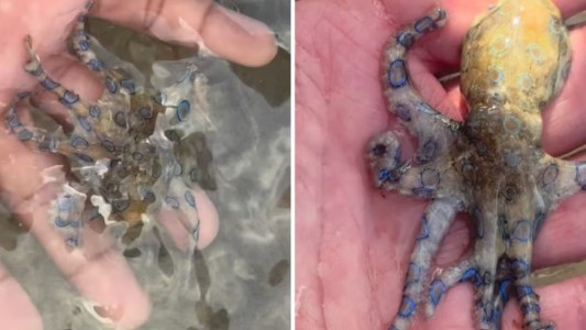 Sostuvo al pulpo más venenoso del mundo durante sus vacaciones en Filipinas y se salvó de milagro