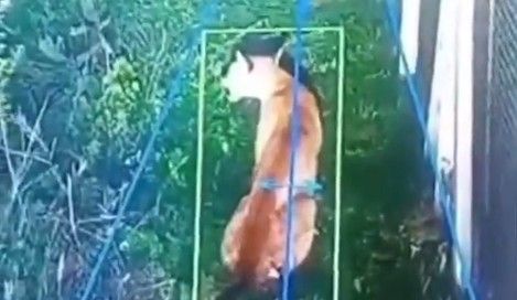 Alerta en Hudson por un puma suelto en un barrio privado