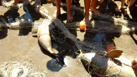 El 80% de los residuos encontrados en las playas bonaerenses son plásticos, según censo provincial