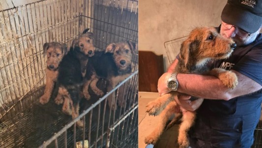 Maltrato animal: más de 20 perros fueron rescatados de un criadero ilegal