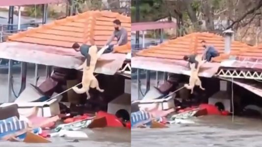 Dramático rescate a un perro durante una inundación en Turquía