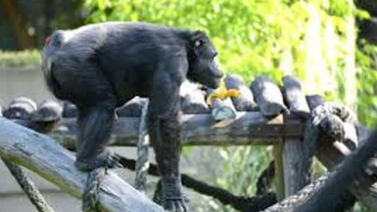 A los 49 años, murió Tomy, el histórico chimpancé del ex Zoológico de La Plata