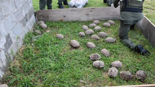Santa Fe: trasladaban 150 tortugas y 100 loros en la carga de un camión