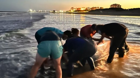 San Clemente del Tuyú: varó un fizio, una especie muy inusual de cetáceo