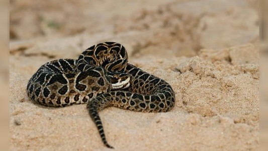 Lo picó una yarará en Cipolletti y murió