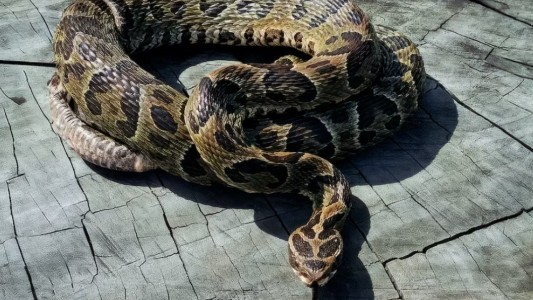 Alerta en Entre Ríos: en 2025 aumentaron un 75% las mordeduras de serpientes yarará a personas