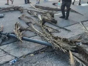 Mar del Plata: un poste cayó en plena marcha y dejó dos mujeres heridas