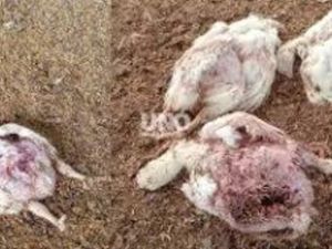 Una jauría atacó y mató a más de 2.000 pollos en Santa Fe