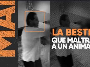 Maltrato y crueldad animal en Palermo: azotó a un perro contra el piso después de suspenderlo en el aire