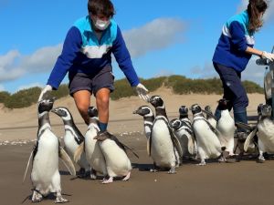 15 pingüinos regresan al mar después de meses de rehabilitación en la costa bonaerense