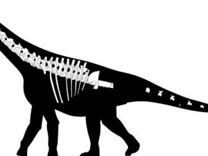 Descubren en Chubut un nuevo dinosaurio: qué se sabe del Bicharracosaurus