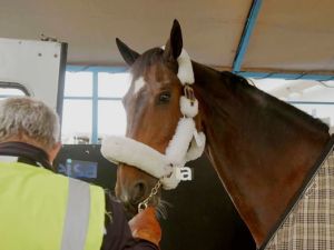 Más de 40 caballos fueron trasladados a Europa en un vuelo chárter exclusivo