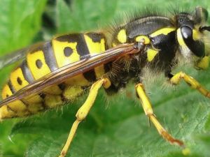 Tragedia en un Neuquén: un hombre murió tras ser atacado por un enjambre de avispas "chaquetas amarillas"