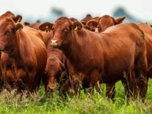 El stock ganadero no frena su caída: el rodeo nacional perdió 700.000 cabezas durante 2025