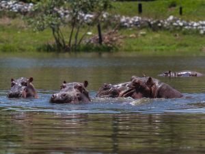 Colombia sacrificará a decenas de “hipopótamos de la cocaína” vinculados al narcotraficante Pablo Escobar