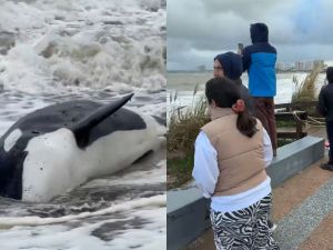 Punta del Este: gran operativo por una orca varada en la orilla de Playa Mansa
