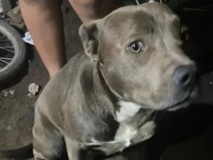 Tragedia: un jubilado quiso separar a dos perros pitbull que peleaban, lo mordieron y murió desangrado