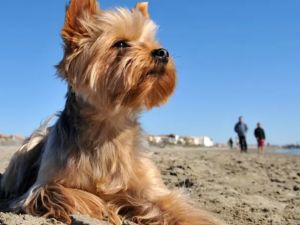 Organizan un ciclo de charlas para conocer más las razas caninas