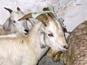 Rescataron a 40 animales de un templo umbanda en Quilmes