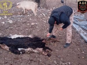 Vendían animales faenados y confesaron que tiraron carne al río para ocultar las pruebas