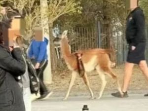 Paseaba un guanaco por Rada Tilly y fue denunciado por maltrato animal