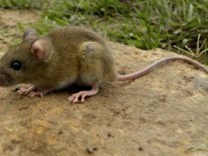 Tres muertos por posible foco de hantavirus en un crucero entre Argentina y Cabo Verde