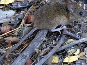 Alerta en Bariloche: un hombre contrajo hantavirus y aislaron a su familia