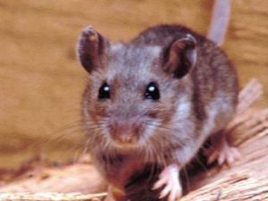 El paciente internado con hantavirus en Bariloche tiene la cepa Andes
