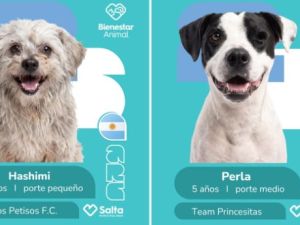 La tierna campaña mundialista para la adopción de perros que es furor en Salta