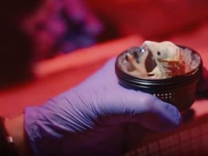 Nacieron los primeros pollitos de huevos artificiales impresos en 3D: cómo hicieron