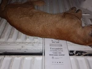 Un puma ingresó a un domicilio en Bariloche: cómo fue el rescate
