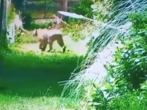Alarma en Escobar por la aparición de un puma en un barrio privado