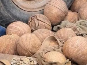 Rescataron 20 quirquinchos “bola“ en situación de riesgo en Jujuy