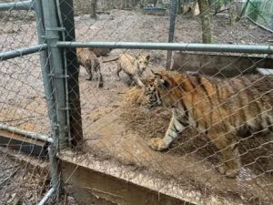 México: las autoridades recuperan drogas, armas y siete tigres tras capturar al líder de un cártel