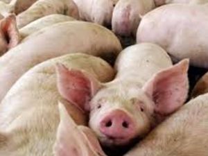 Confirmaron un caso de triquinosis y alertan sobre el consumo de cerdo sin control sanitario