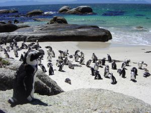 Descubren que los pingüinos africanos pueden "ver" los sonidos
