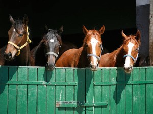 Los caballos sienten el olor del miedo en los seres humanos