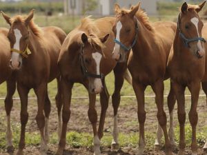La industria de la clonación en el polo