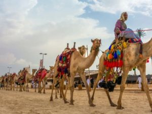 Arabia Saudita entregará pasaportes a camellos