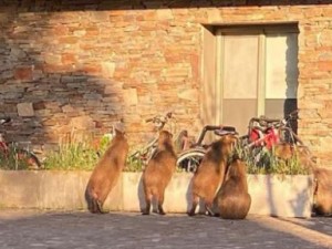 Nordelta: operativo para desalojar a los carpinchos y protestas de vecinos