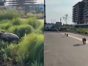 En medio de la disputa por los carpinchos, aparecieron chanchos salvajes en Nordelta