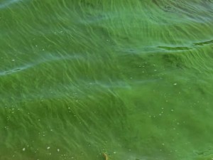 Alerta por la aparición de cianobacterias en la República de los Niños de La Plata
