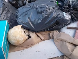 Un macabro hallazgo causó estupor en Playa Grande en pleno inicio de la temporada de Mar del Plata