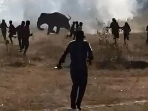 India caza un elefante agresivo que ya provocó la muerte de 20 personas